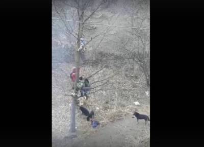 Стая бродячих собак в Башкирии загнала мальчишек-школьников на дерево
