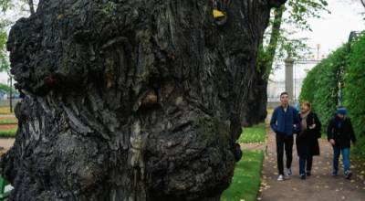 Летний сад открывает маршрут, рассказывающий о старейших деревьях Петербурга
