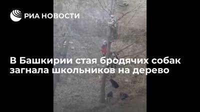 В Башкирии стая бродячих собак загнала школьников на дерево