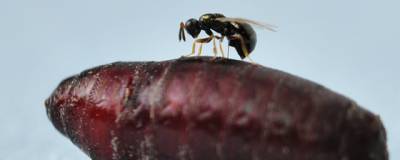 Самцы ос-паразитов могут обнаруживать самок внутри зараженных мух