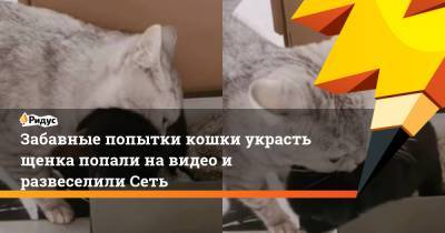 Забавные попытки кошки украсть щенка попали на видео и развеселили Сеть