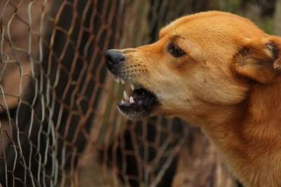 В Башкирии бродячие собаки загнали школьников на дерево