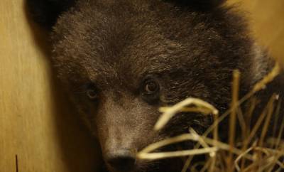 Маленькую медведицу Машу привезли из «Смоленского Поозерья» в Тверскую область