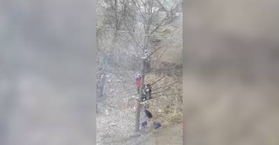 В Башкирии дети залезли на дерево, спасаясь от стаи бродячих псов