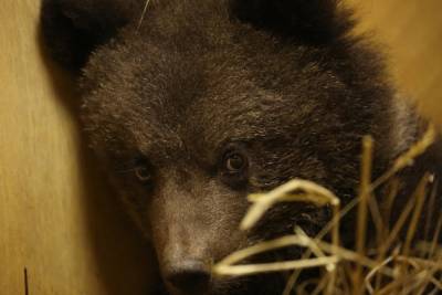 Ещё одного брошенного медвежонка привезли в Тверскую область