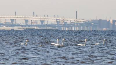 На Финском заливе остановились 11 тундровых лебедей