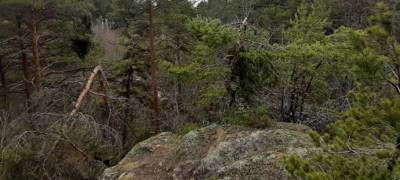 На охраняемой рекреационной территории в Петрозаводске обнаружены поломанные деревья