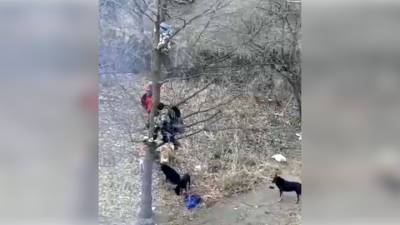 Свора бродячих псов загнала школьников на дерево в Башкирии. Видео
