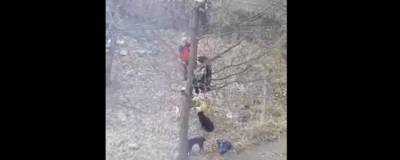 В Башкирии школьники залезли на дерево, спасаясь от бродячих собак