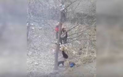 В Башкирии дети спасались от стаи собак на дереве