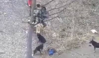 Прокуратура Башкирии проверит историю с детьми, которых на дерево загнала стая собак