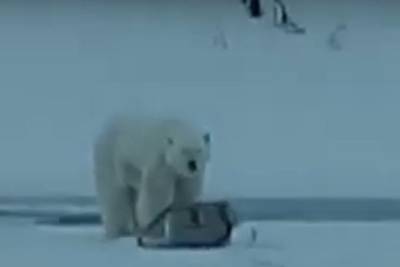 Рыбак в Якутии убежал от бесстрашного белого медведя: опубликовано видео - mk.ru - респ. Саха - район Томпонский