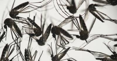 В США выпустят сотни миллионов генно-модифицированных комаров, которые не кусают людей