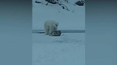 Белый медведь отобрал снасти у якутского рыбака