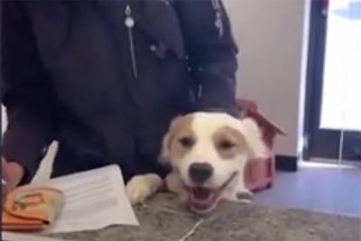 Видео со счастливой собакой, которая нашла хозяев, стало вирусным в Сети