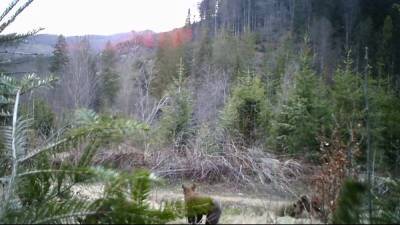 В Черновицкой области камера "поймала" семейство исчезающих бурых медведей: видео