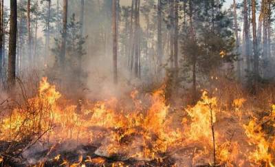 В Тюменской области пожарные тушат 12 лесных пожаров