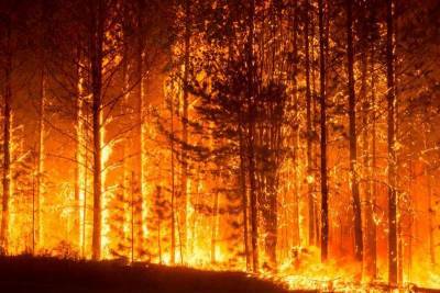 В Курганской области ищут виновника крупного лесного пожара