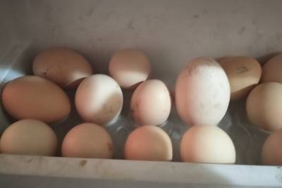 В ЛНР выросло производство птицы и яиц