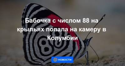 Бабочка с числом 88 на крыльях попала на камеру в Колумбии