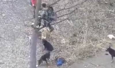 В Бирске отловили всех собак, загнавших школьников на дерево
