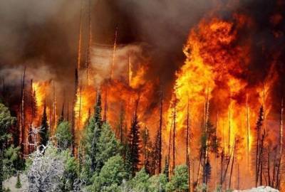 Власти ХМАО сократили финансирование на тушение лесных пожаров в 2,4 раза