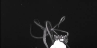 14-метровый хищник. Ученые сняли редкие кадры глубоководных кальмаров — видео - nv.ua