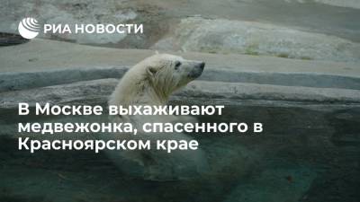 В Москве выхаживают медвежонка, спасенного в Красноярском крае