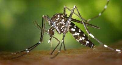 Зачем Билл Гейтс выпускает миллионы генно-модифицированных комаров в природную среду США