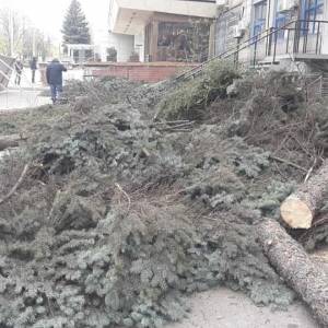 На проспекте Маяковского незаконно срубили огромные ели. Фото
