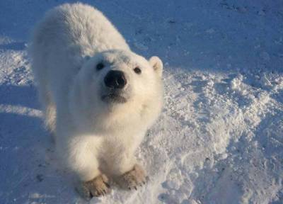 Спасенного вахтовиками белого медвежонка выхаживают в Московском зоопарке