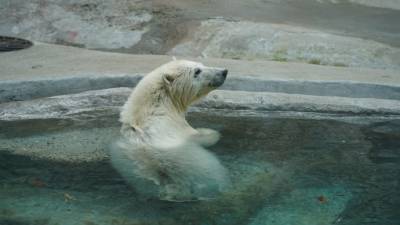 В Московский зоопарк прибыл белый медвежонок, спасенный на острове в Красноярском крае