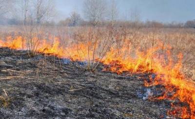В Тюмени в районе СНТ "Липовый остров" загорелась сухая трава