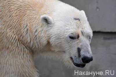 Прокуратура заинтересовалась гибелью медведя в Екатеринбургском зоопарке