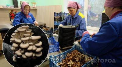 Как выращивают грибы на крупном производстве в Моргаушском районе
