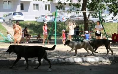 В Госдуме обвинили чиновников в проблемах с бездомными собаками