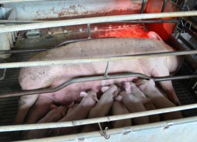 Власти Прикамья погасят долги перед работниками свинокомплекса и решат, как накормить свиней