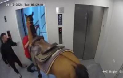 В Израиле опубликовали видео с лошадью в лифте