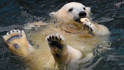 Прокуратура проверит зоопарк Екатеринбурга после гибели белого медведя