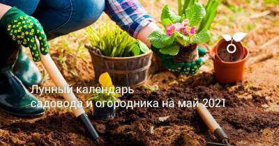 Лунный календарь садовода и огородника на май 2021
