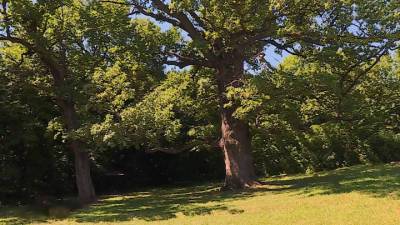 Вести. 500-летний дуб из Белгородской области претендует на звание "Российское дерево года"