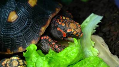 Нашествие красноухих: заморские черепахи захватили сочинские водоемы