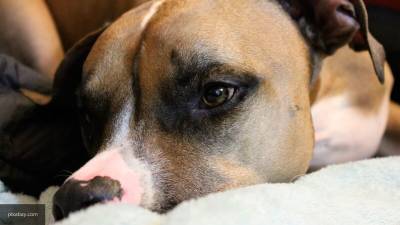 Кулагин назвал условия для безопасного содержания бойцовских собак