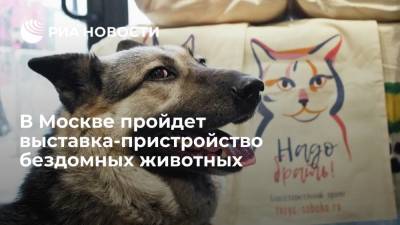 В Москве пройдет выставка-пристройство бездомных животных