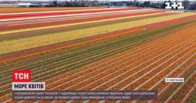 В Нидерландах пустуют поля тюльпанов, которые собирали миллионы посетителей