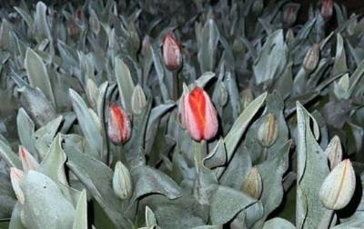 Буковинцы всю ночь спасали тюльпаны от заморозков