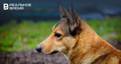 В Зеленодольском районе ведется отлов собак