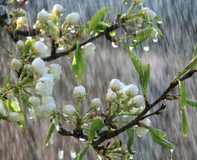 Заморозки, дощі та грози: якою буде погода в Україні на страсну п'ятницю 30 квітня