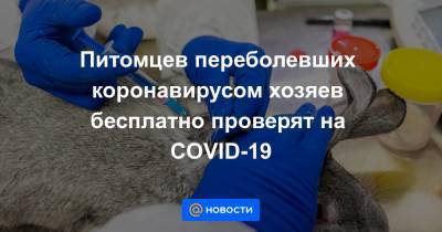 Питомцев переболевших коронавирусом хозяев бесплатно проверят на COVID-19