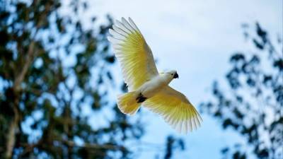 Нашествие какаду: тысячи попугаев атаковали австралийский город